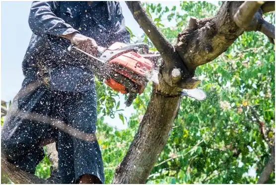 tree services Sligo